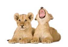 Lion Cubs